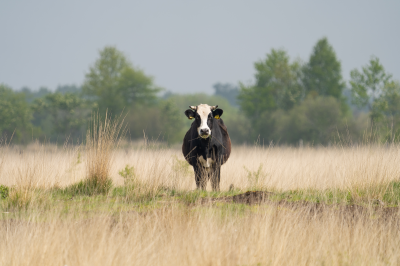 Voorbeeld