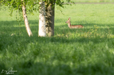 Voorbeeld